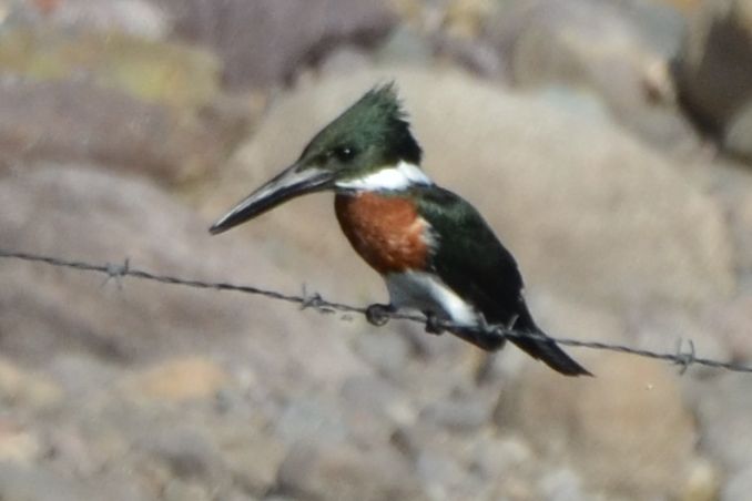 Click picture to see more Amazon Kingfishers.