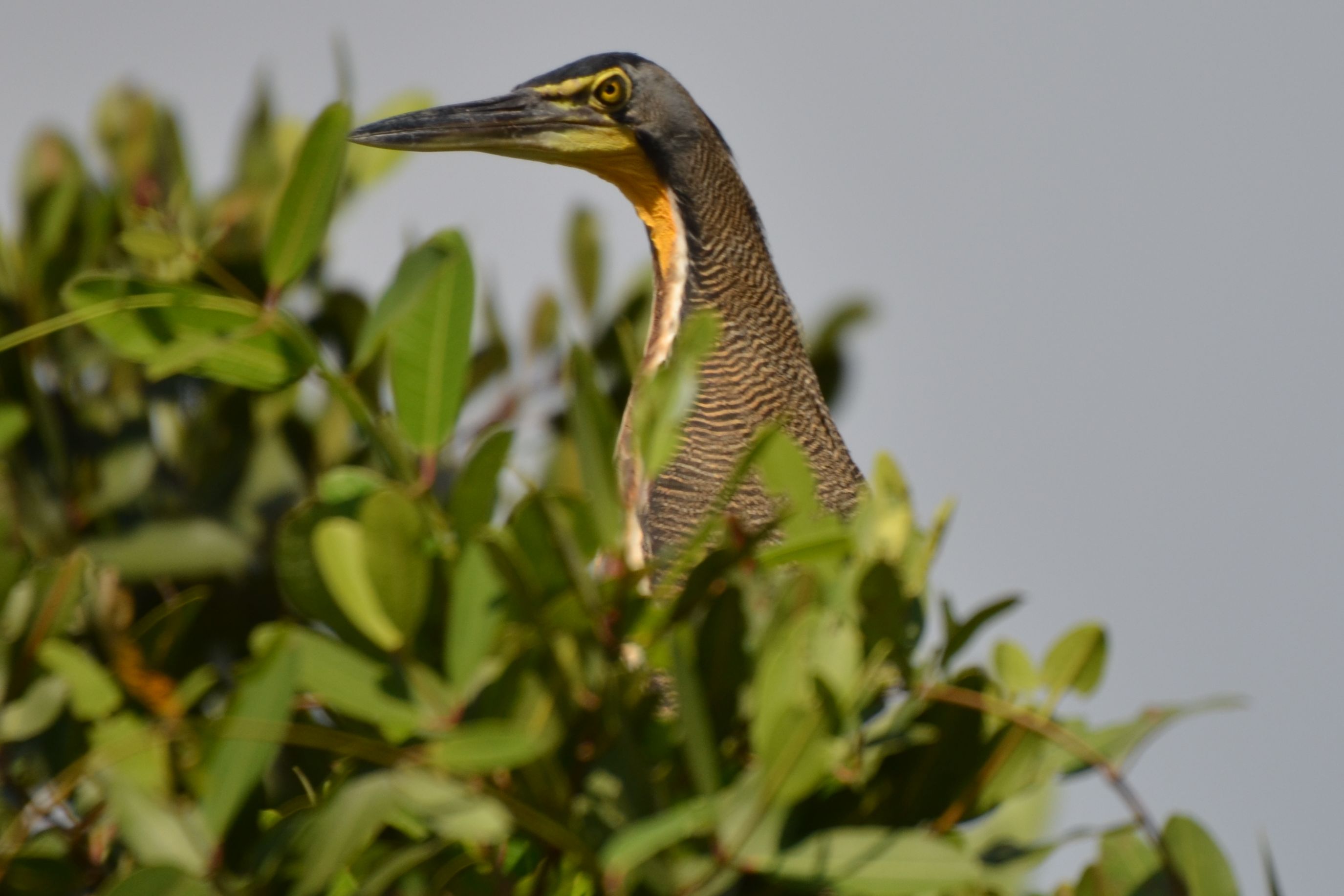 Click picture to see more Bare-throated Tiger-Herons.