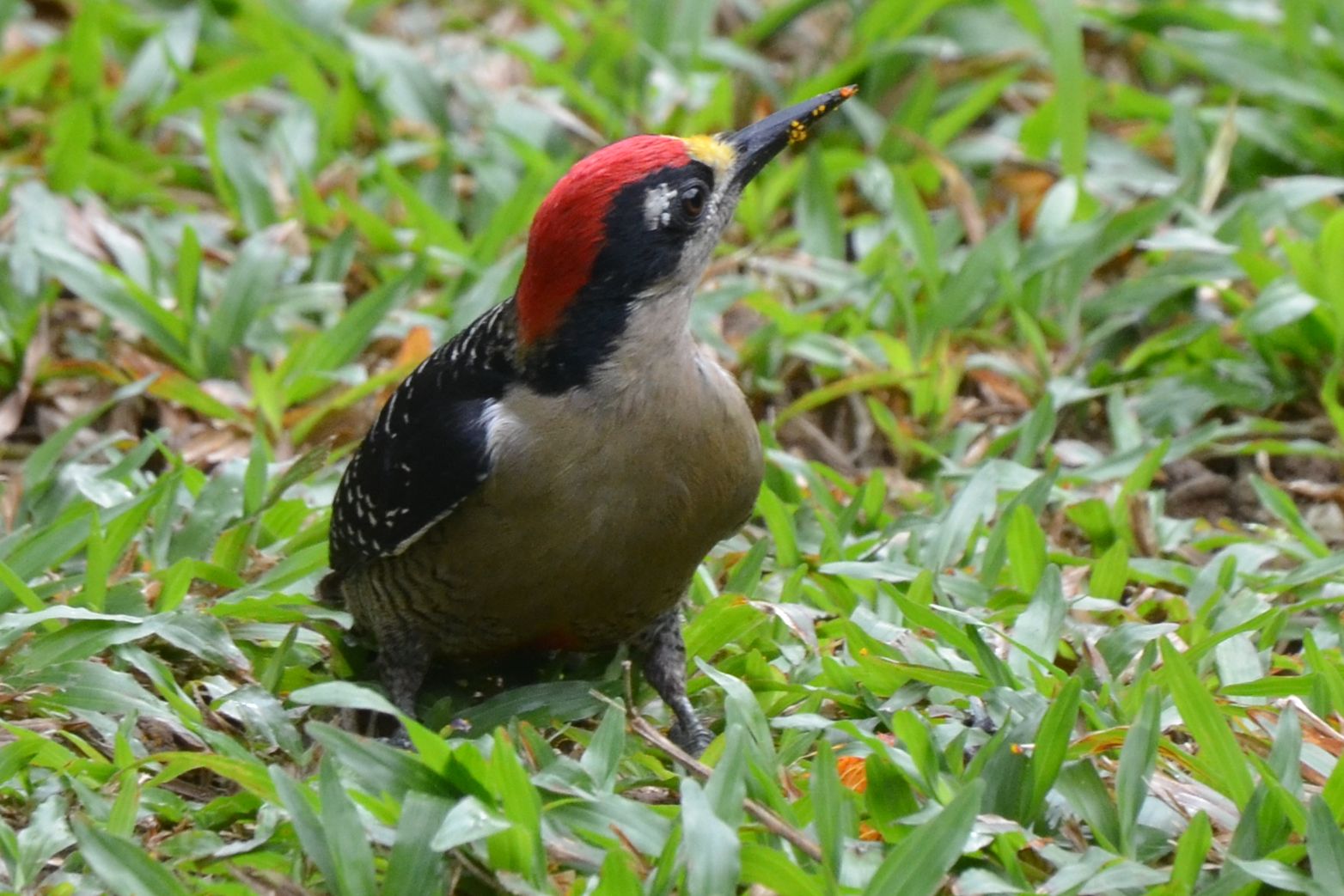 Click picture to see more Black-cheeked Woodpeckers.