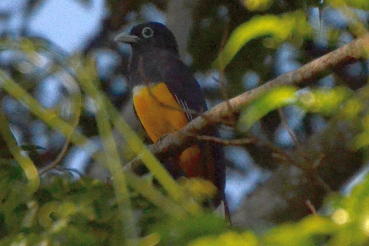 Click picture to see more Black-headed Trogons.