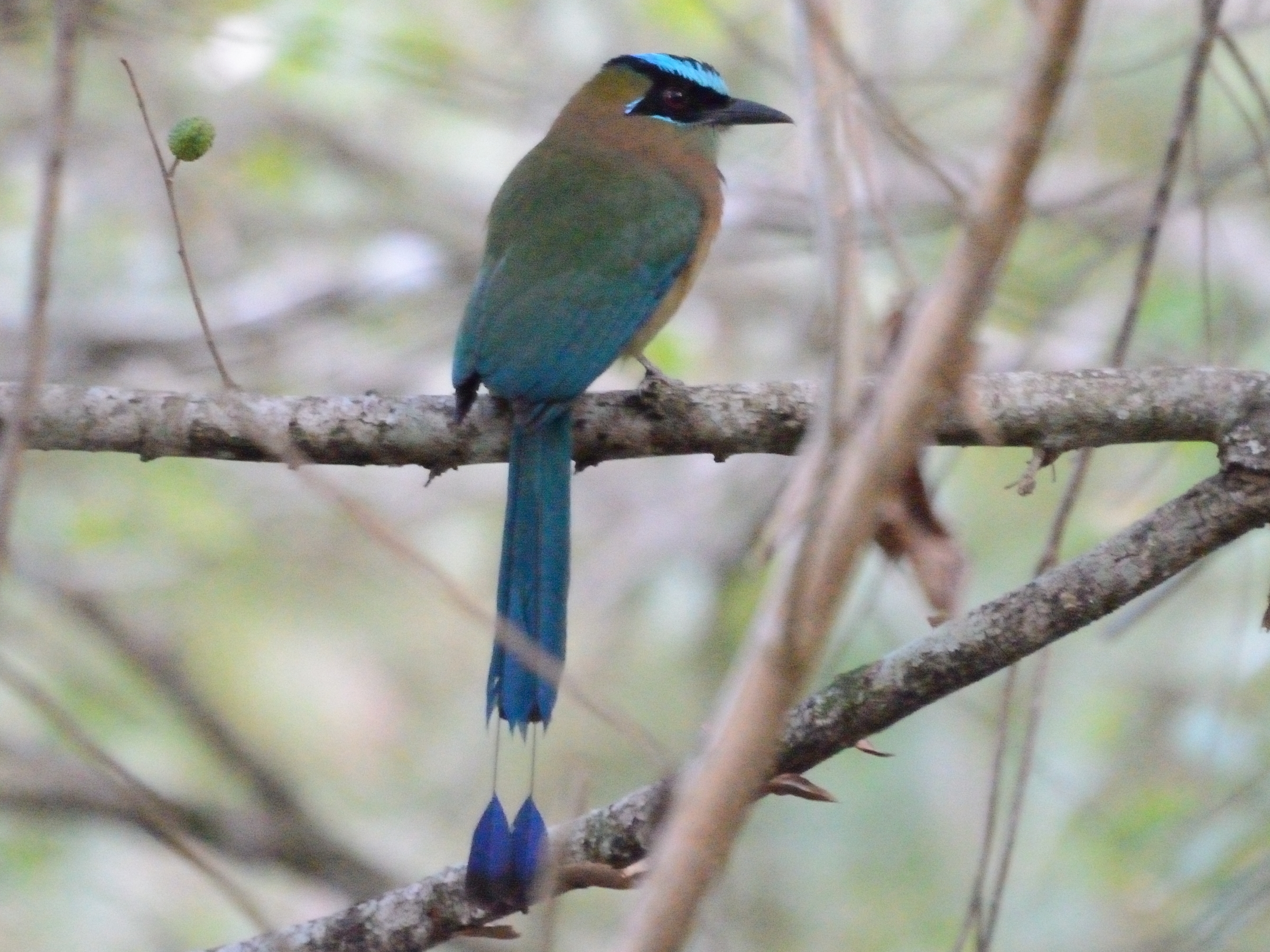 Click picture to see more Blue-crowned Motmots.