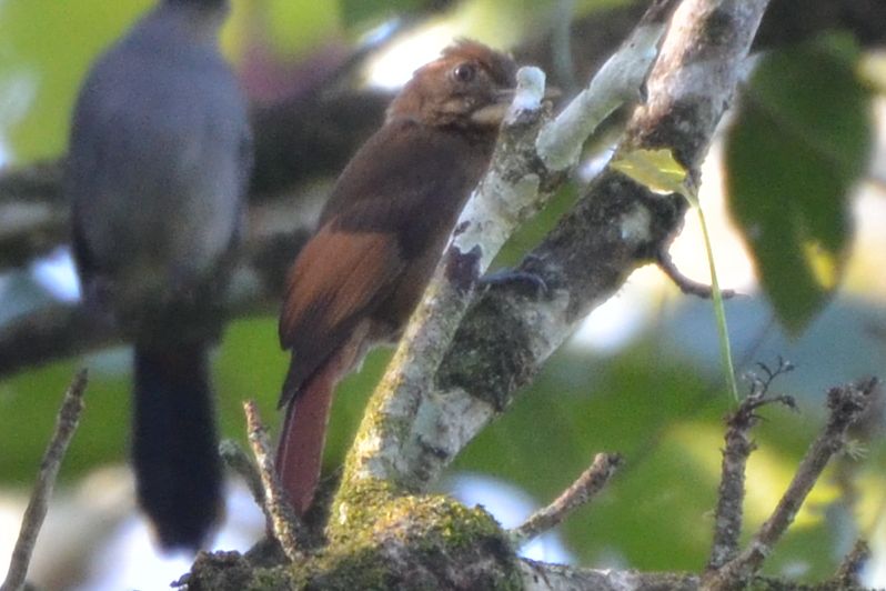 Click picture to see more Buff-throated (Coco) Woodcreepers.