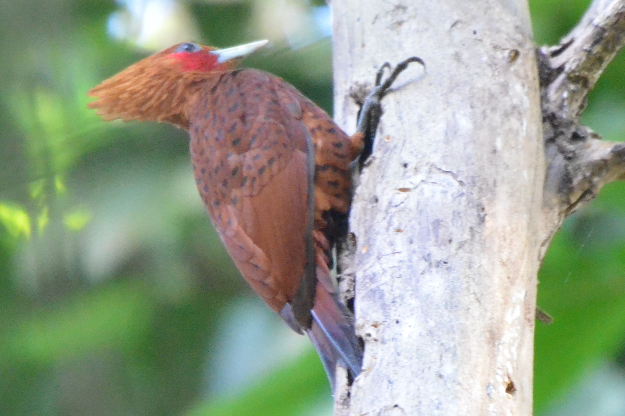 Click picture to see more Chestnut-colored Woodpeckers.