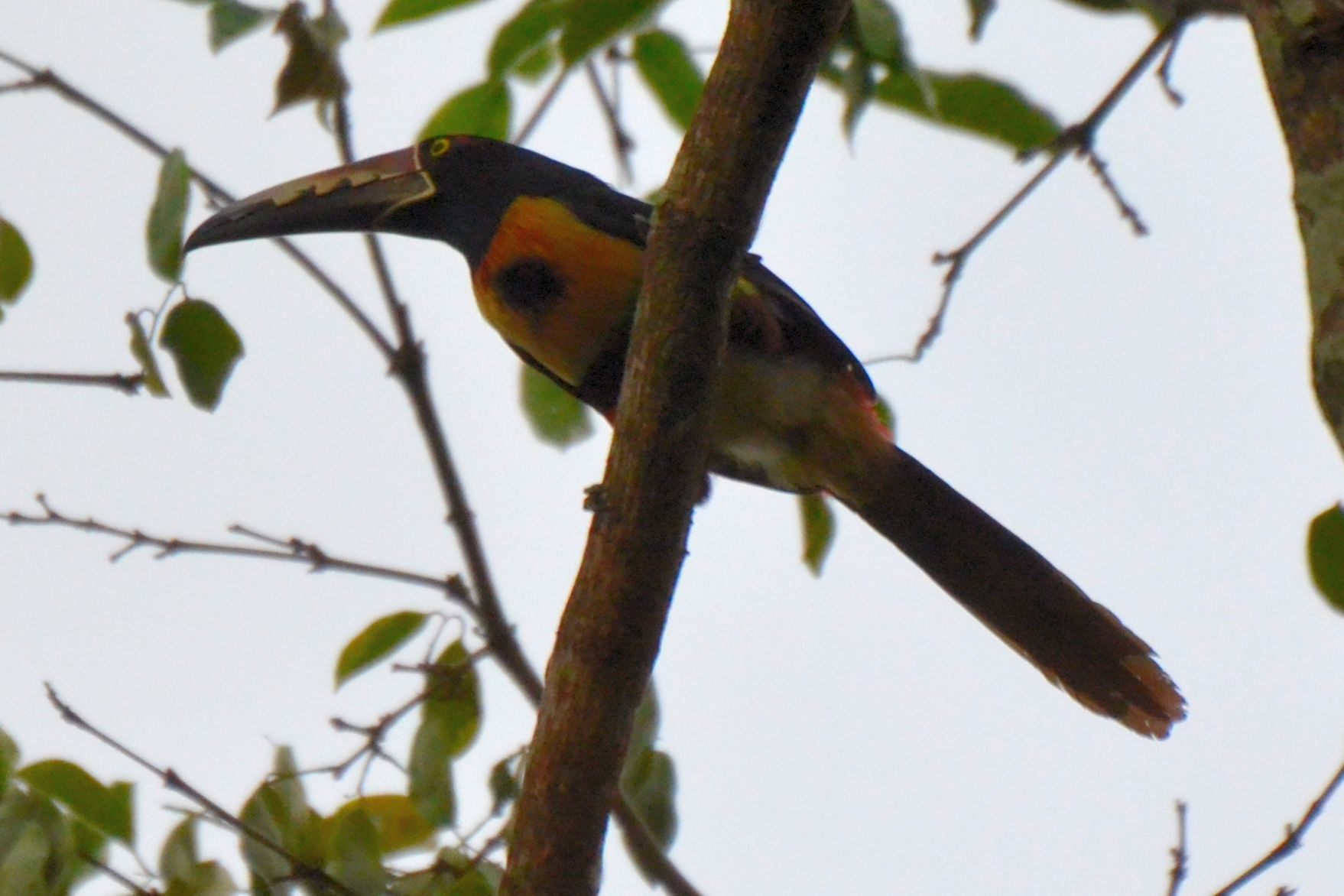 Click picture to see more Collared Aracaris.
