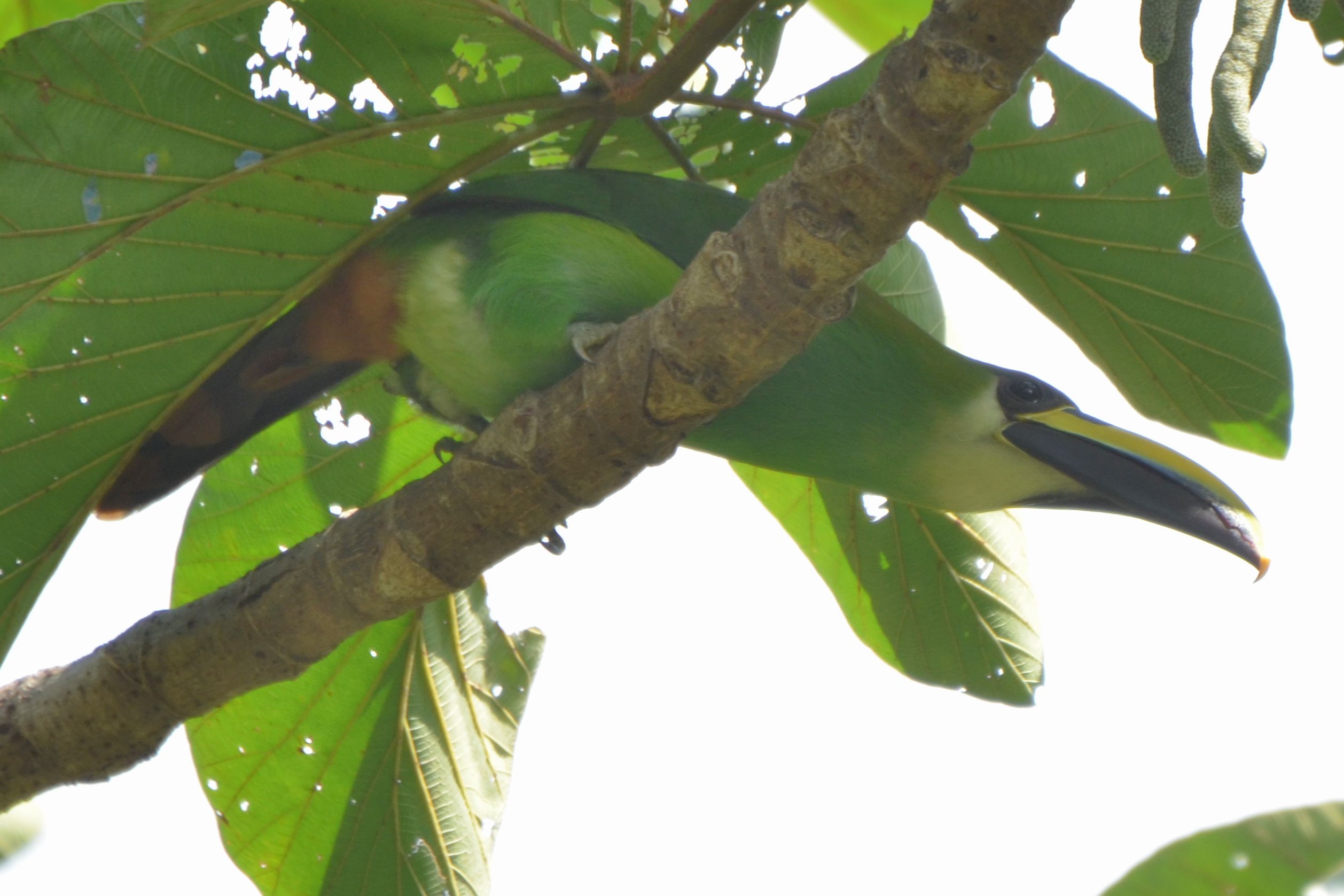 Click picture to see more Emerald Toucanets.