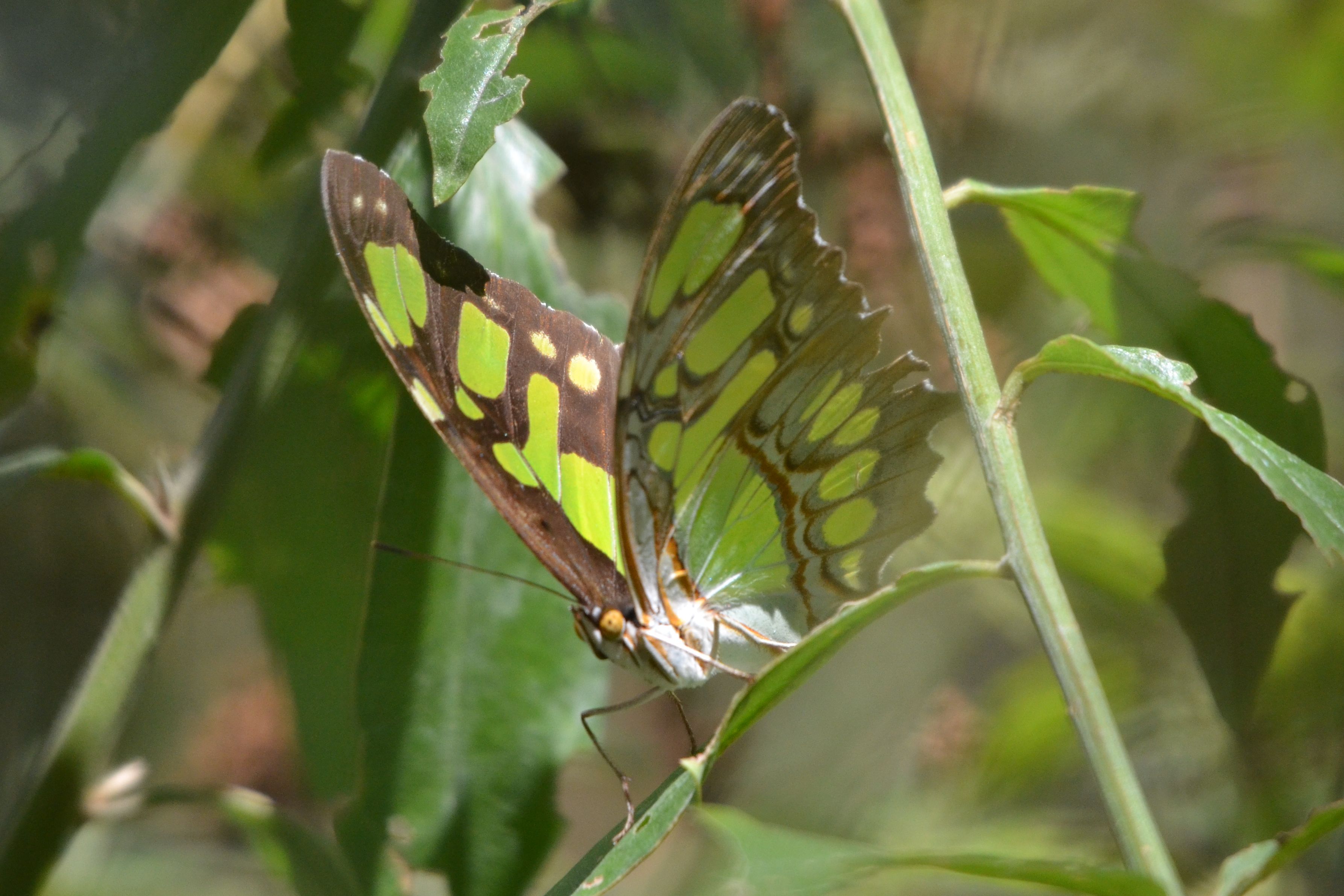 Click picture to see more Butterflys.