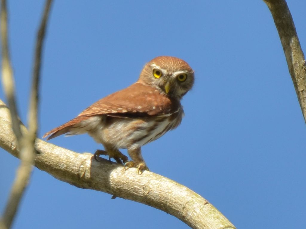 Click picture to see more Ferruginous Pygmy-Owls.
