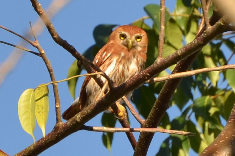 Click picture to see more Ferruginous Pygmy-Owls.