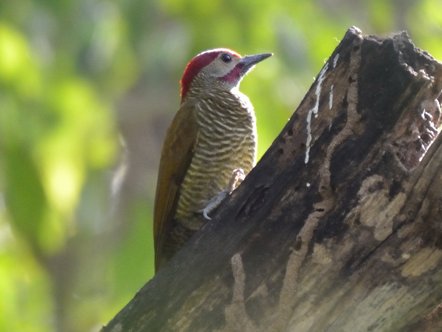 Click picture to see more Golden-olive Woodpeckers.