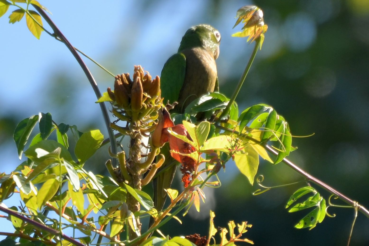 Click picture to see more Olive-throated Parakeets.