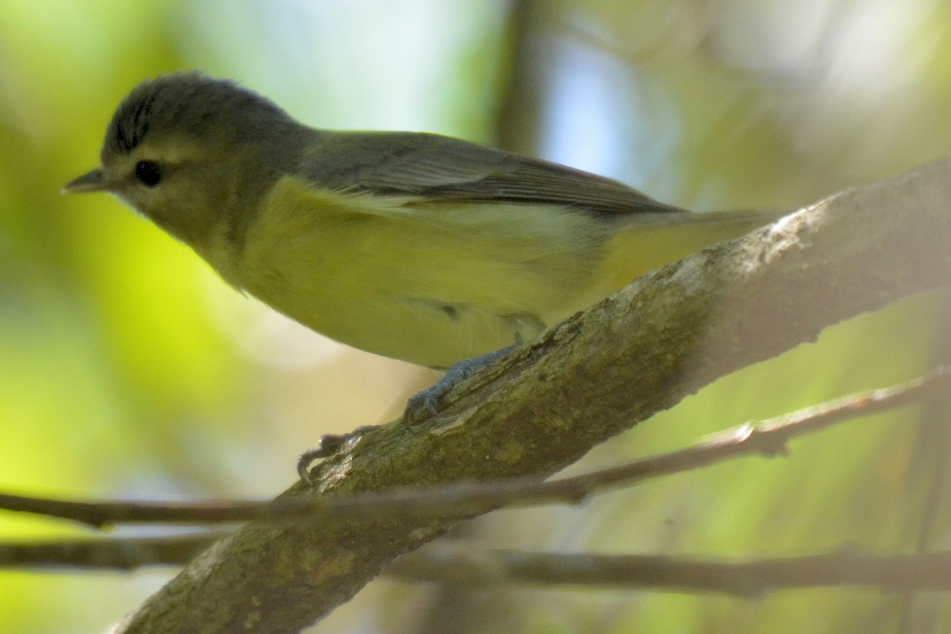 Click picture to see more Philadelphia Vireos.