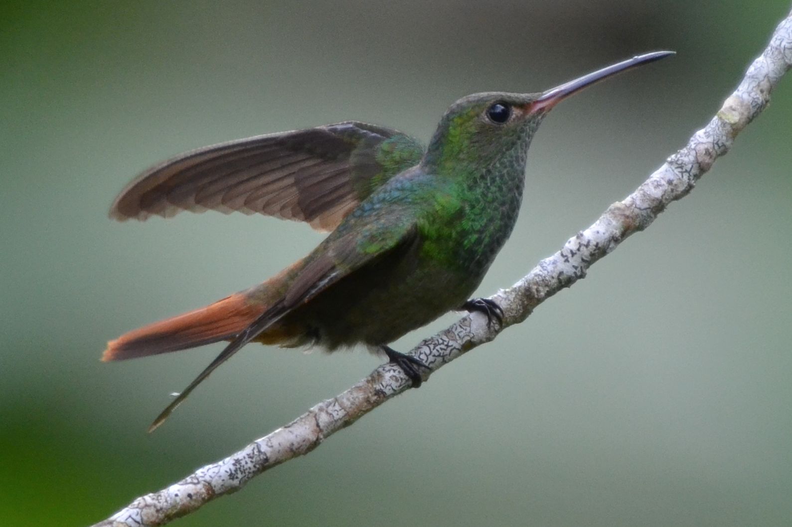 Click picture to see more Rufous-tailed Hummingbirds.