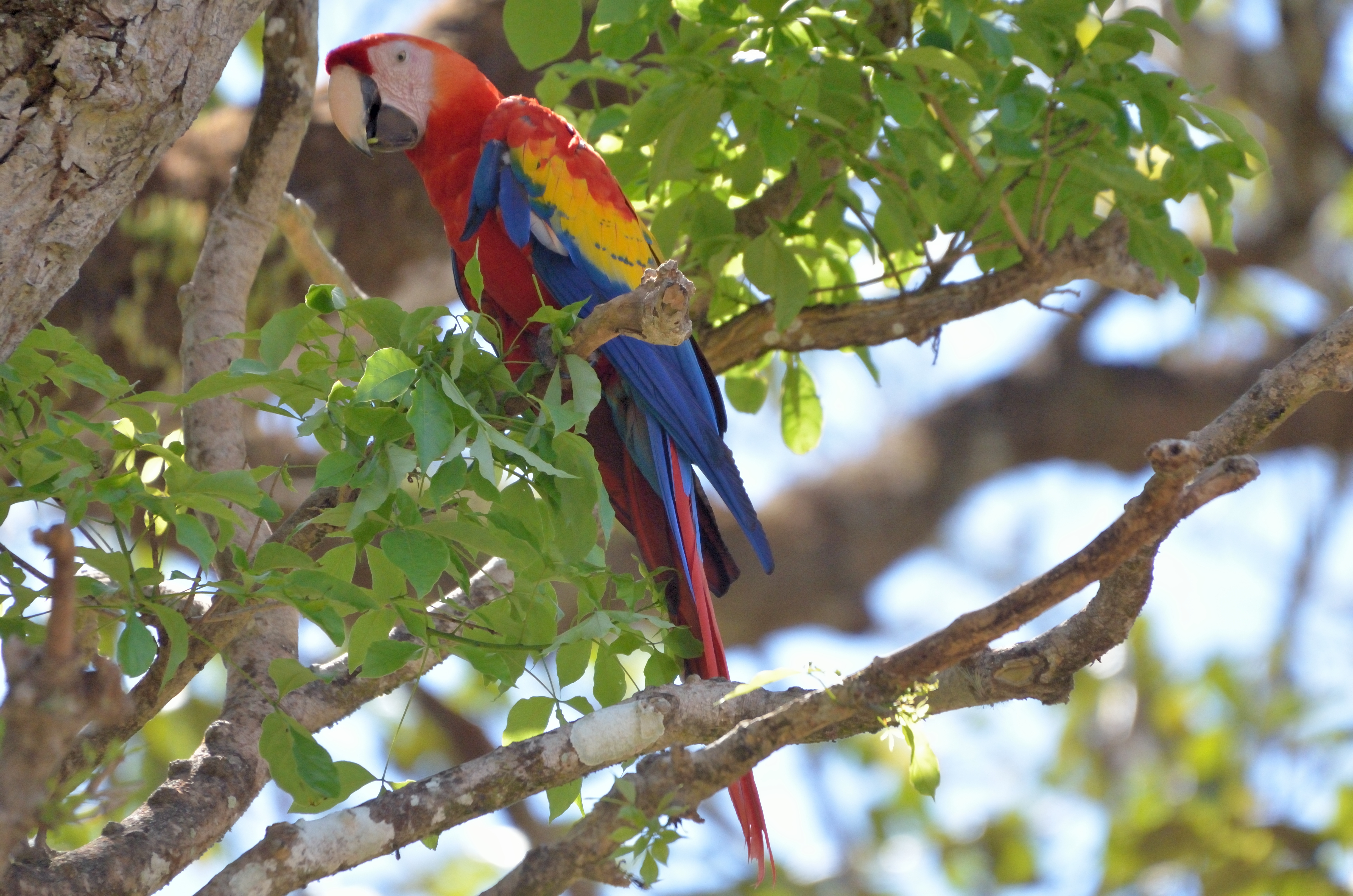 Click picture to see more Scarlet Macaws.