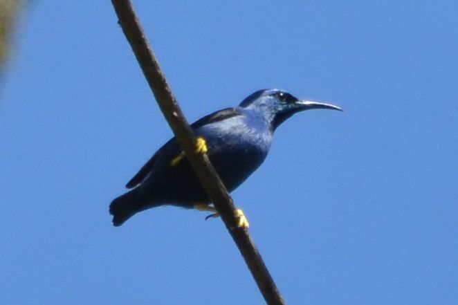 Click picture to see more Shining Honeycreepers.