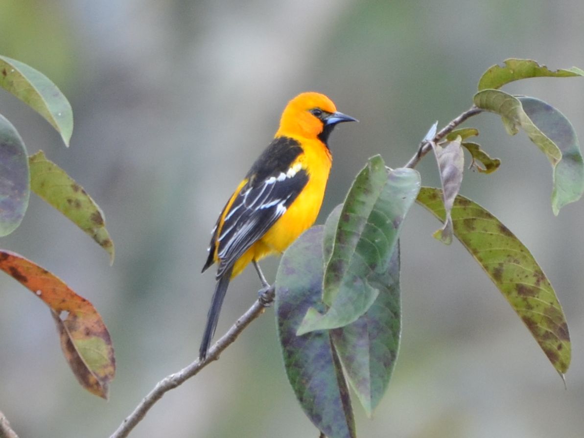 Click picture to see more Streak-backed Orioles.