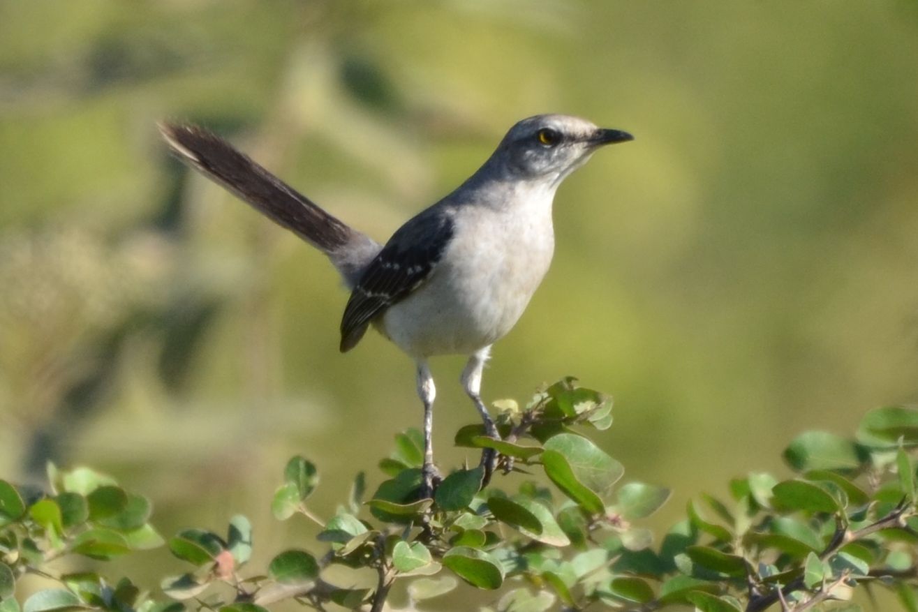 Click picture to see more Tropical Mockingbirds.