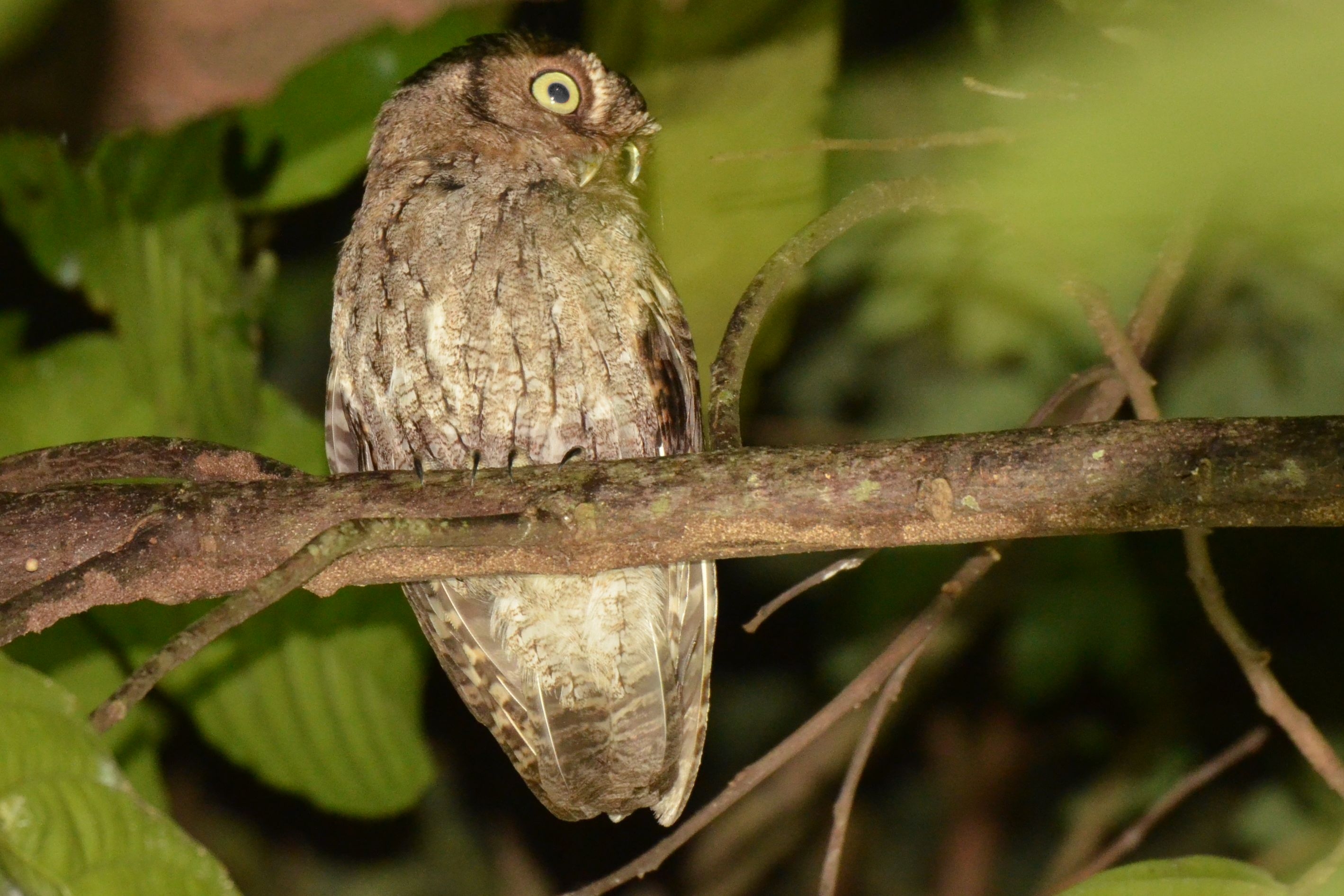 Click picture to see more Vermiculated Screech-Owls.