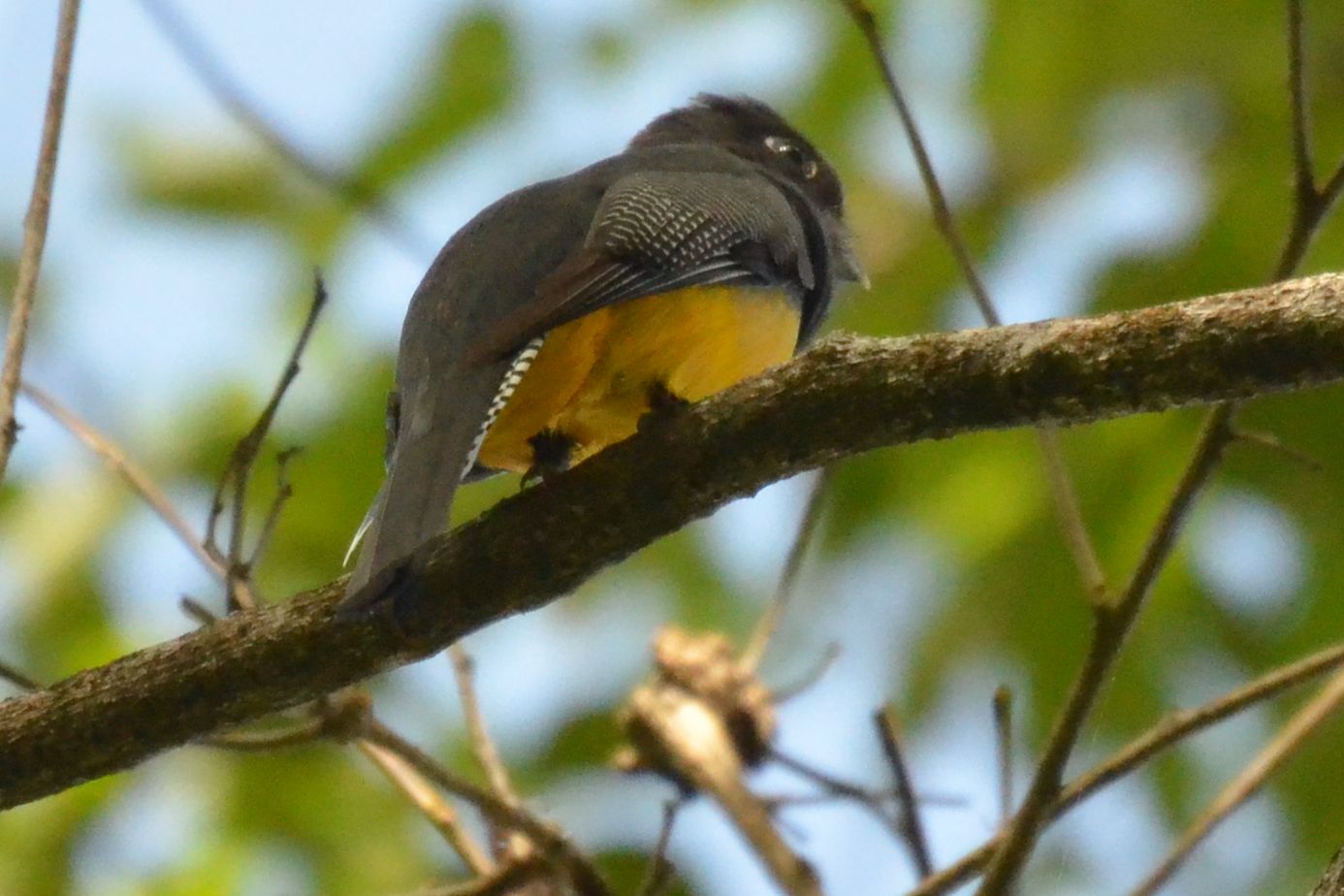 Click picture to see more Violaceous Trogons.