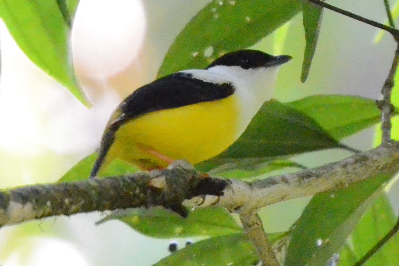 Click picture to see more White-collared Manakins.