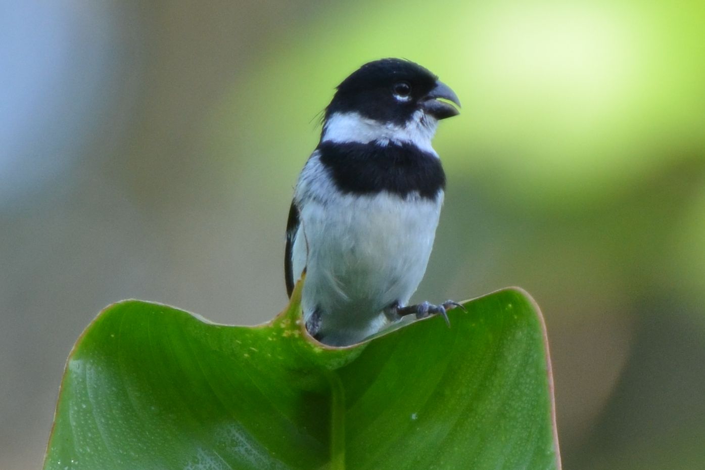 Click picture to see more White-collared Seedeaters.
