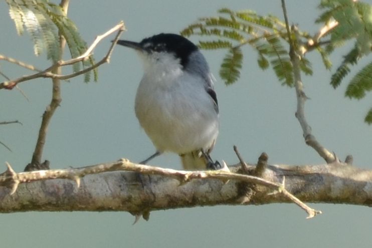 Click picture to see more White-lored Gnatcatchers.