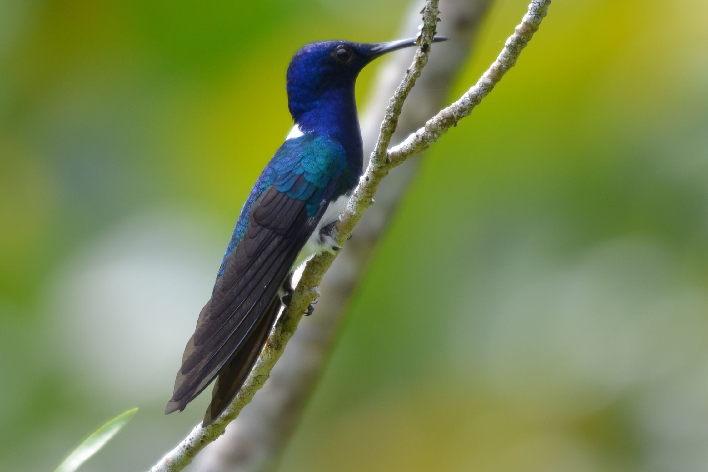 Click picture to see more White-necked Jacobins.