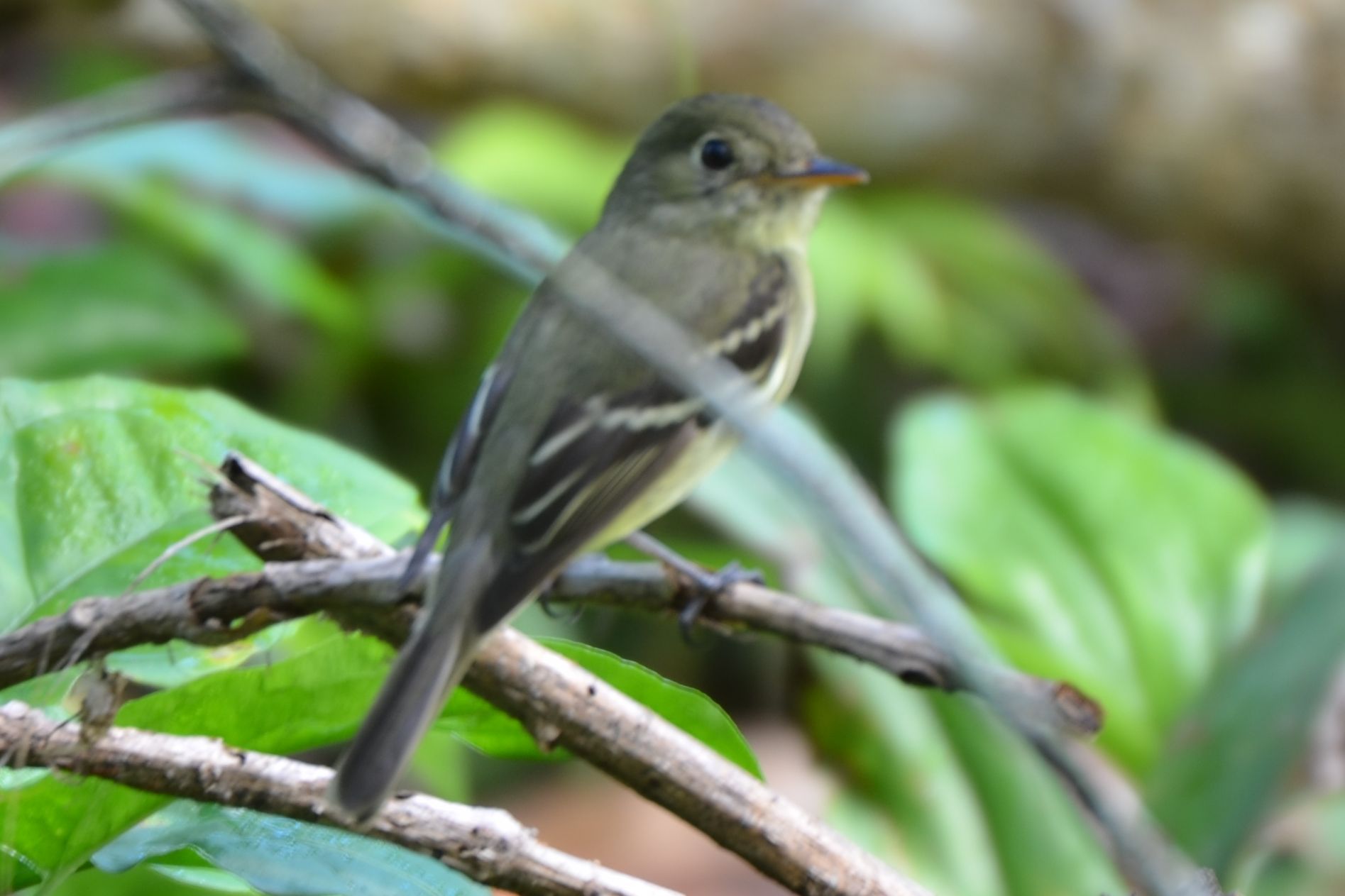 Click picture to see more Yellow-bellied Flycatchers.