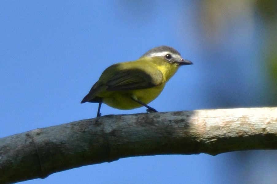 Click picture to see more Yellow-bellied Tyrannulets.