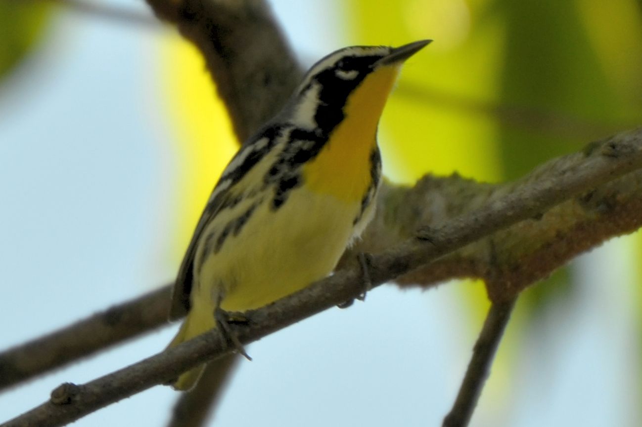Click picture to see more Yellow-throated Warblers.