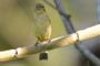 White-collared Seedeater - Female