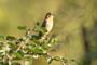 White-collared Seedeater - Female