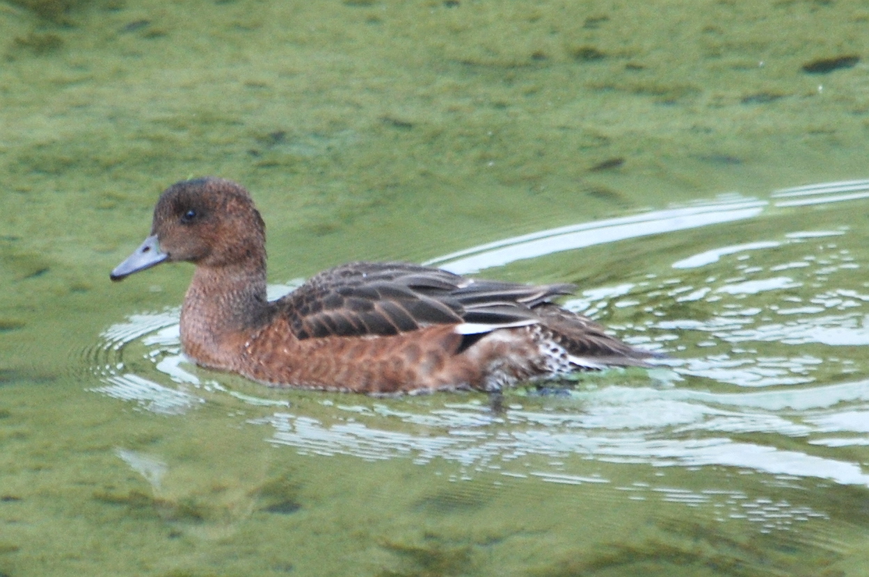 Click picture to see more Eurasian Wigeons.