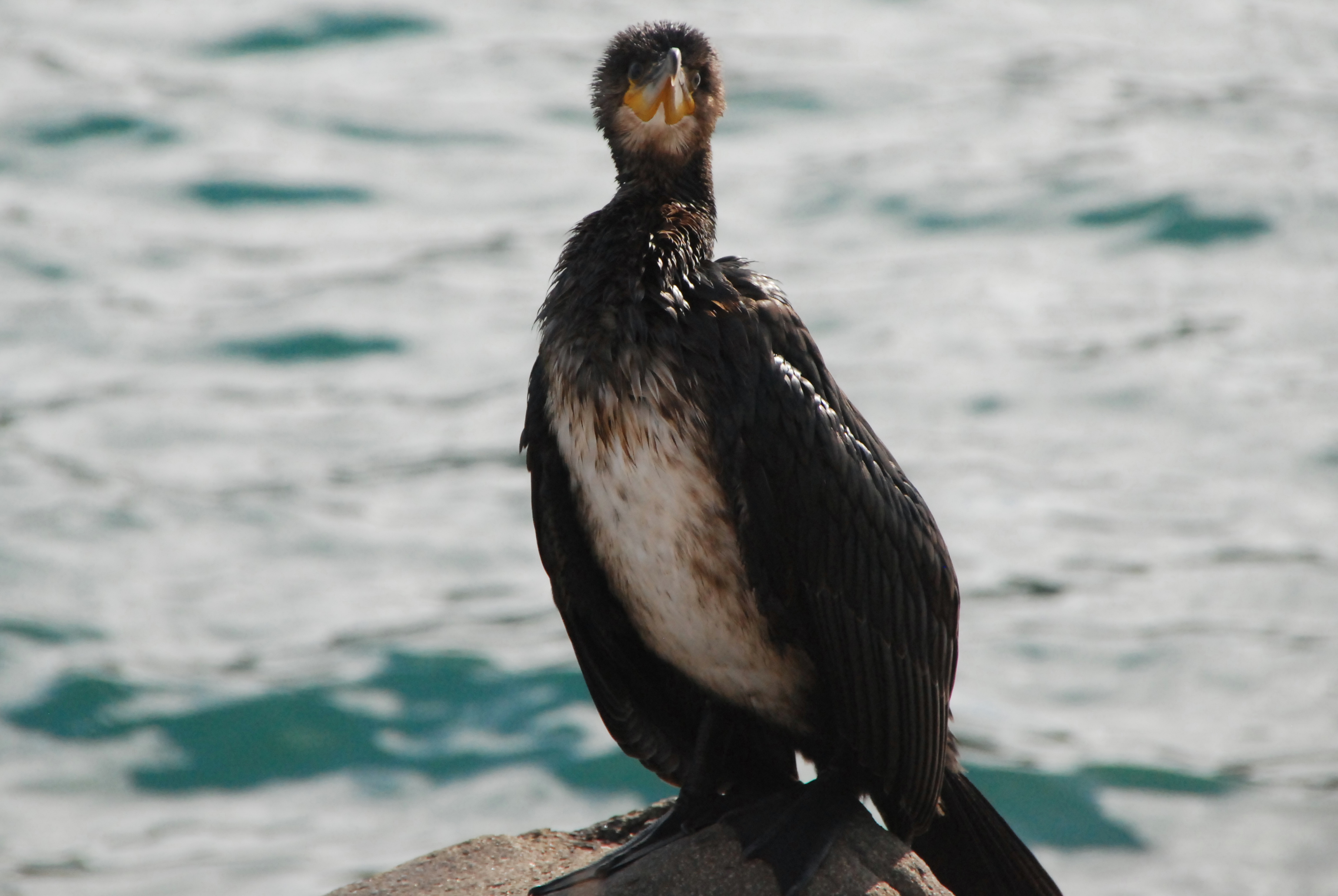 Great Cormorant - Juvenile