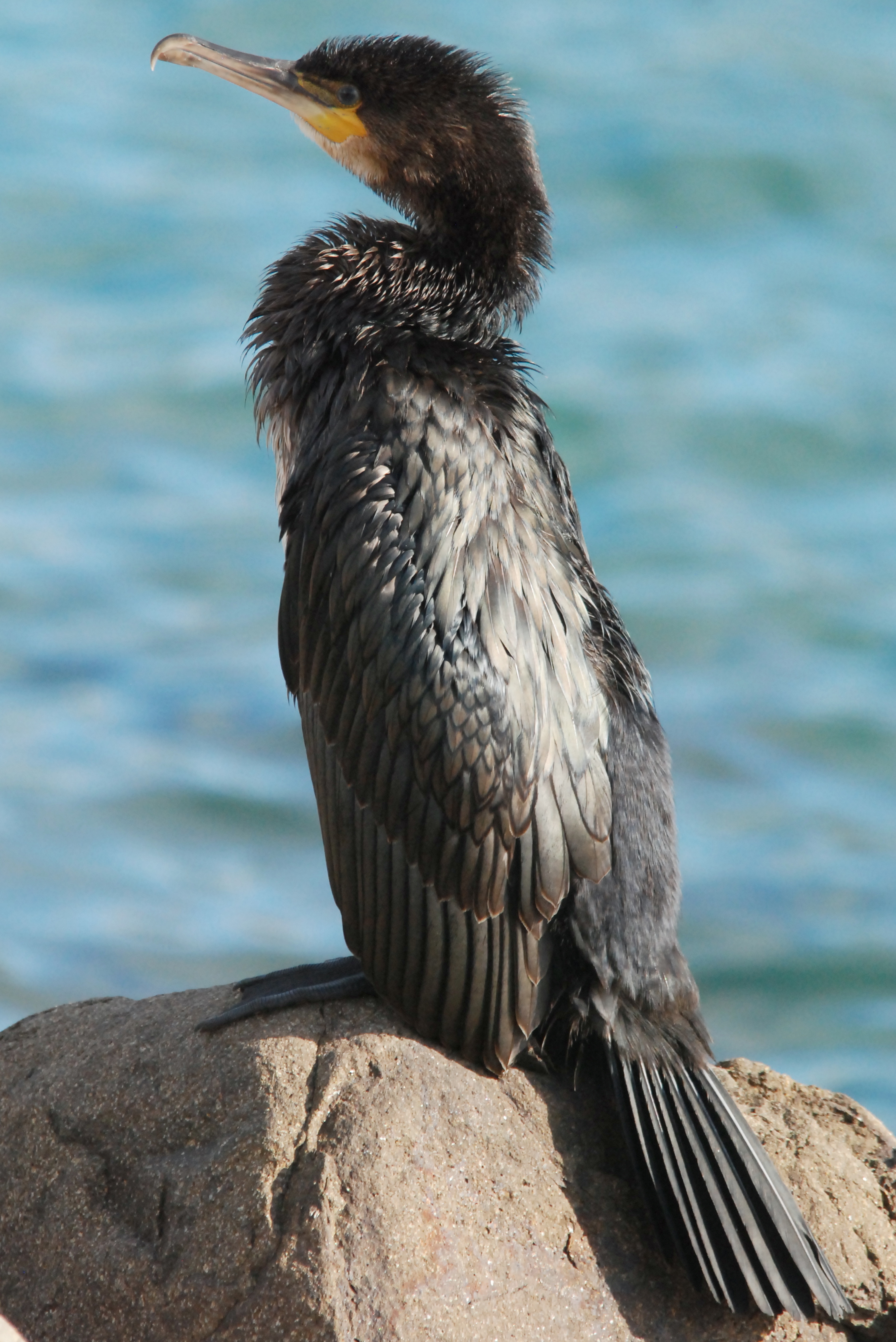 Great Cormorant - Juvenile