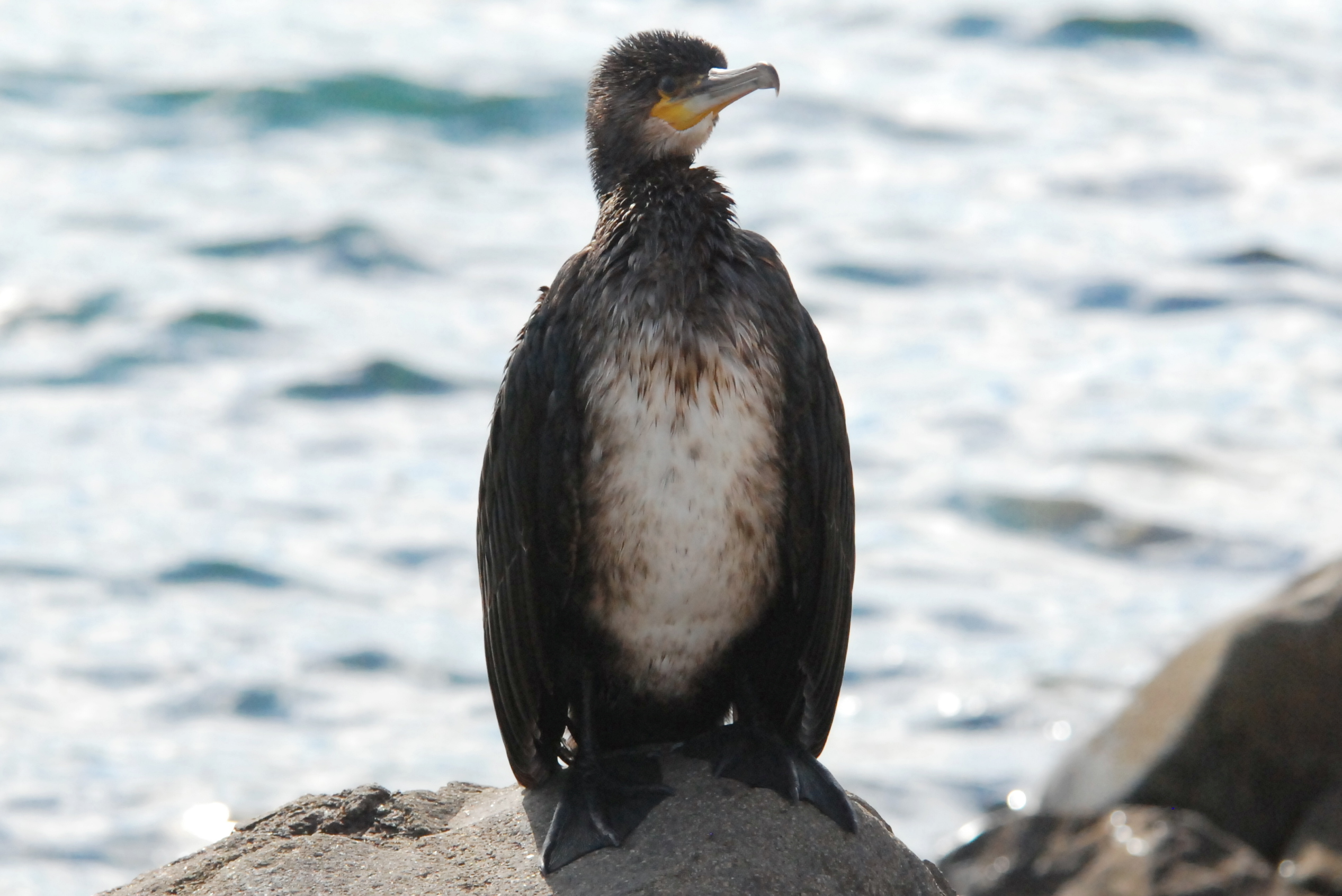 Click picture to see more GreatCormorants.