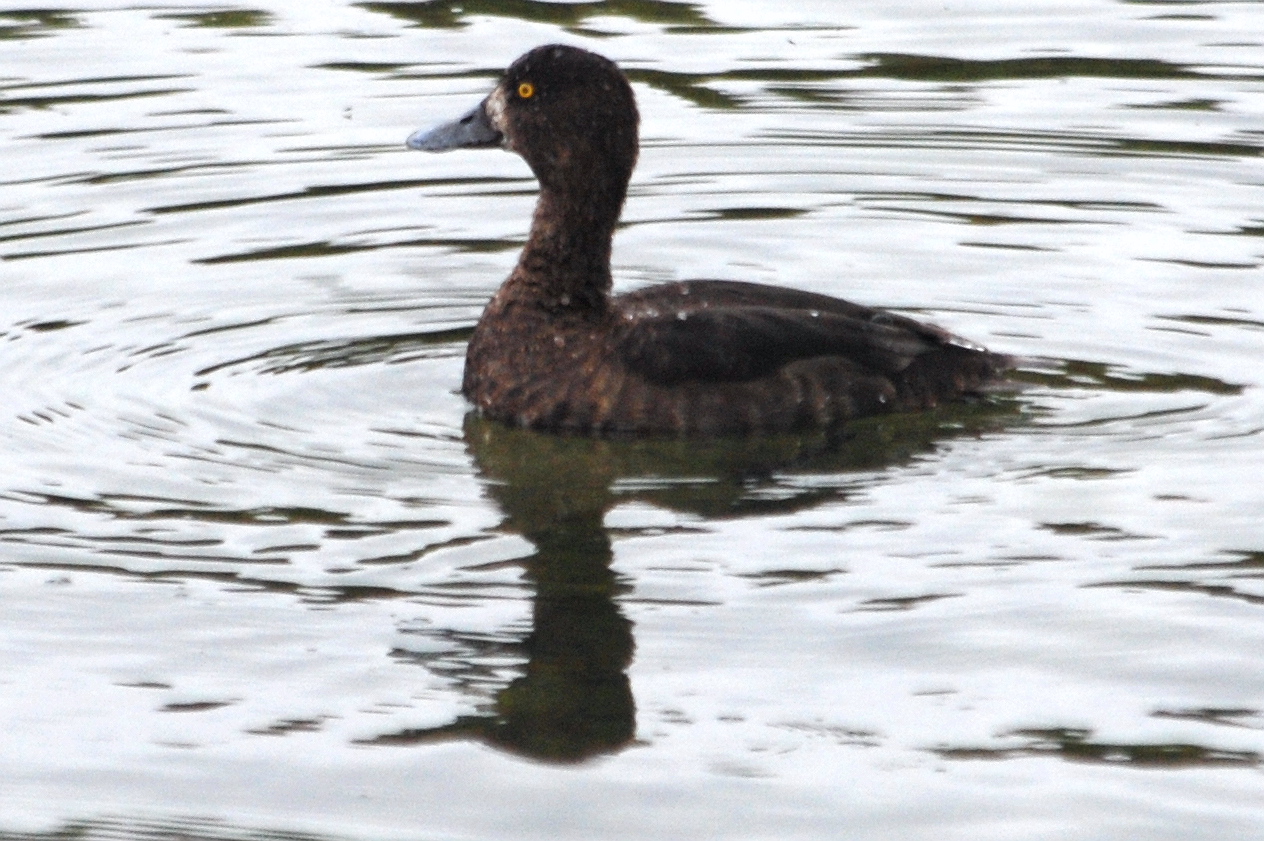 Click picture to see more Greater Scaups.