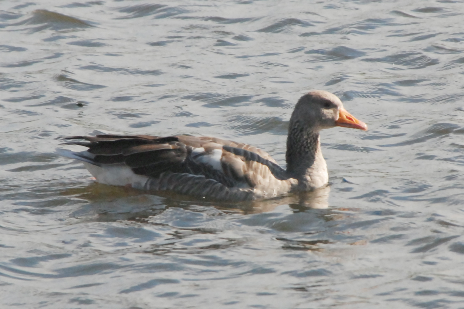 Click picture to see more Greylag Geese.