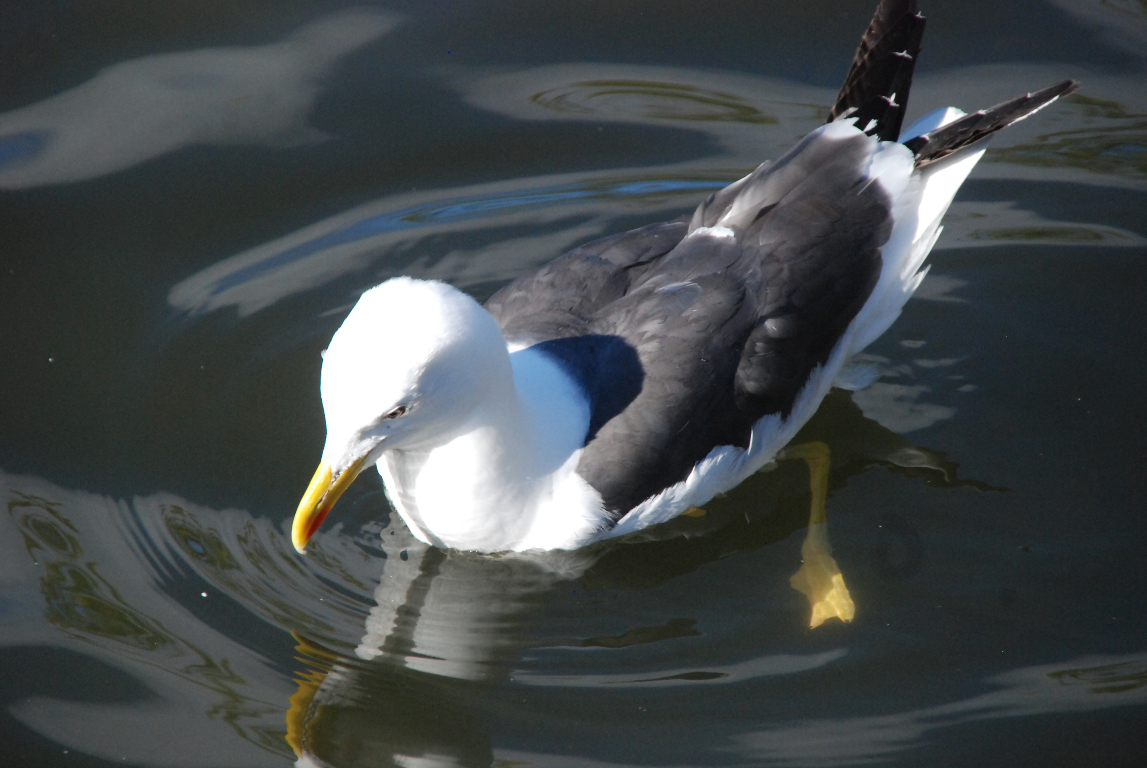 Click picture to see more Lesser Black-Backed Gulls.