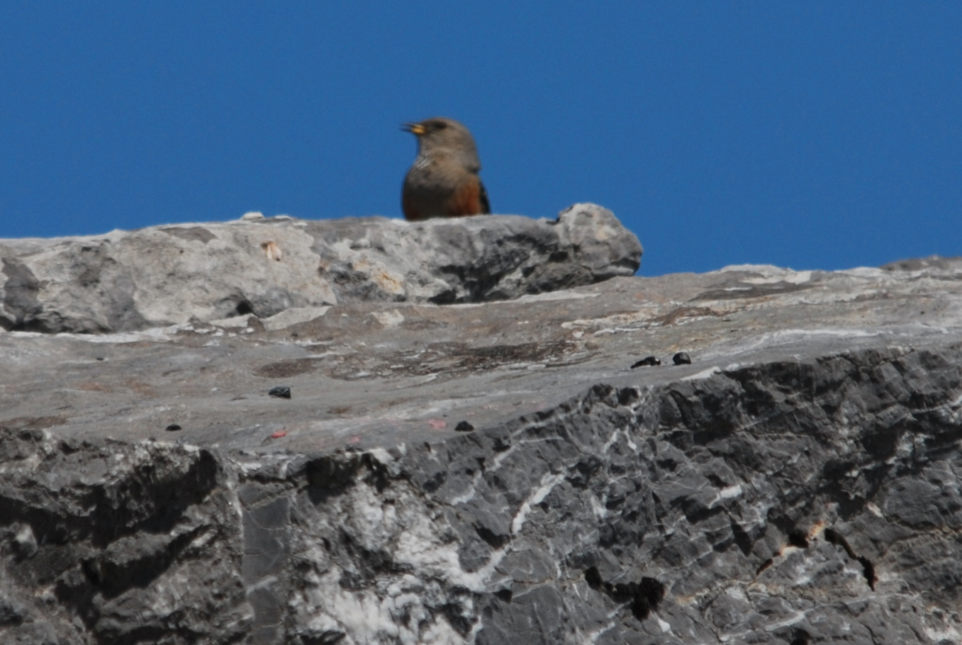 Click picture to see more Alpine Accentors.
