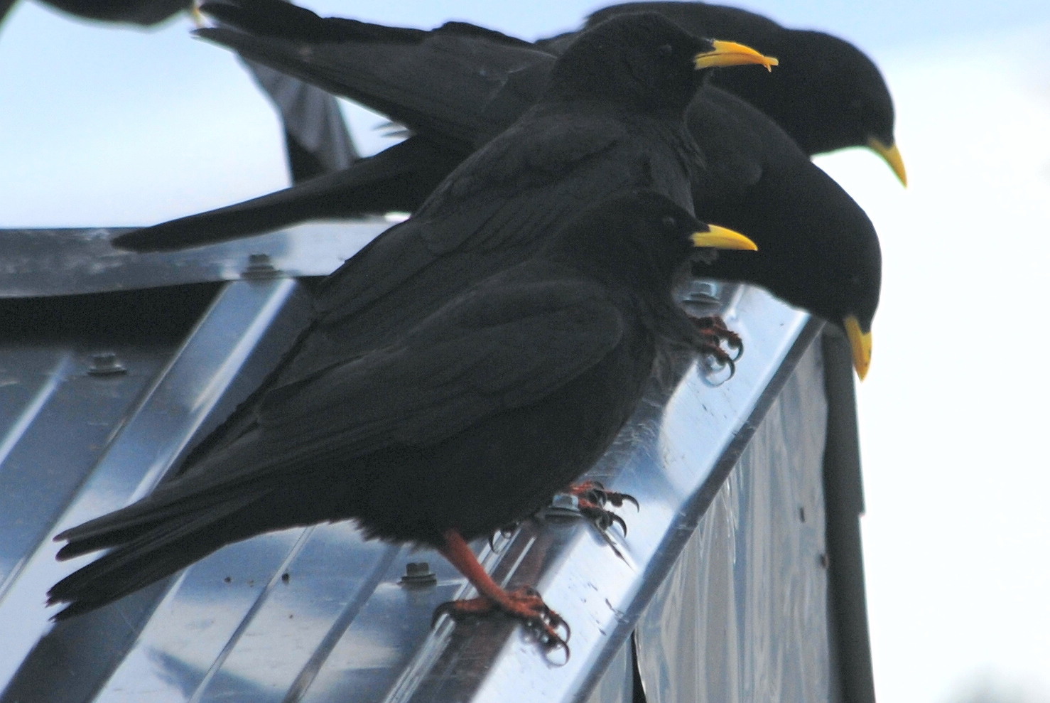 Click picture to see more Alpine Choughs.