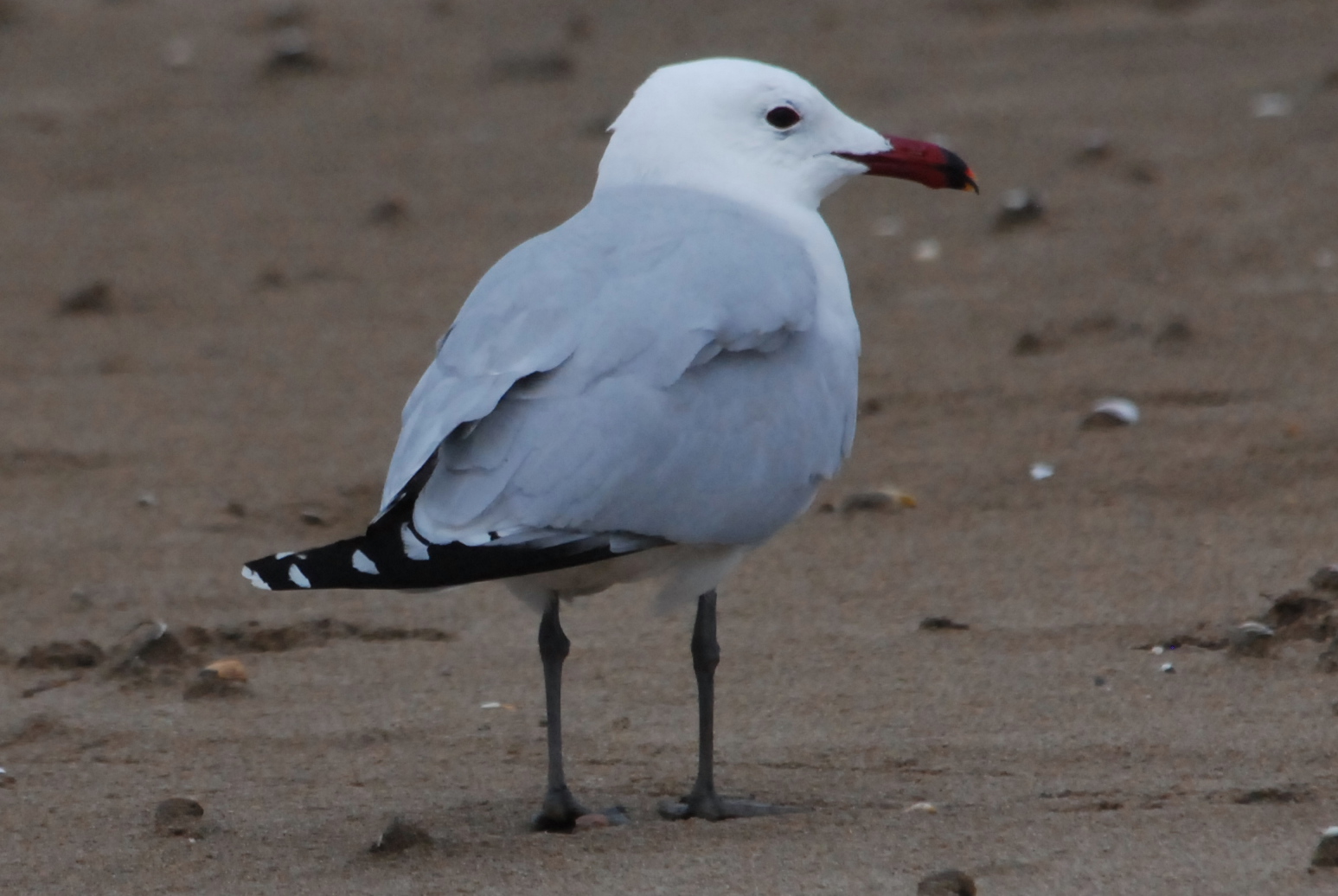 Click picture to see more Audouin's Gulls.