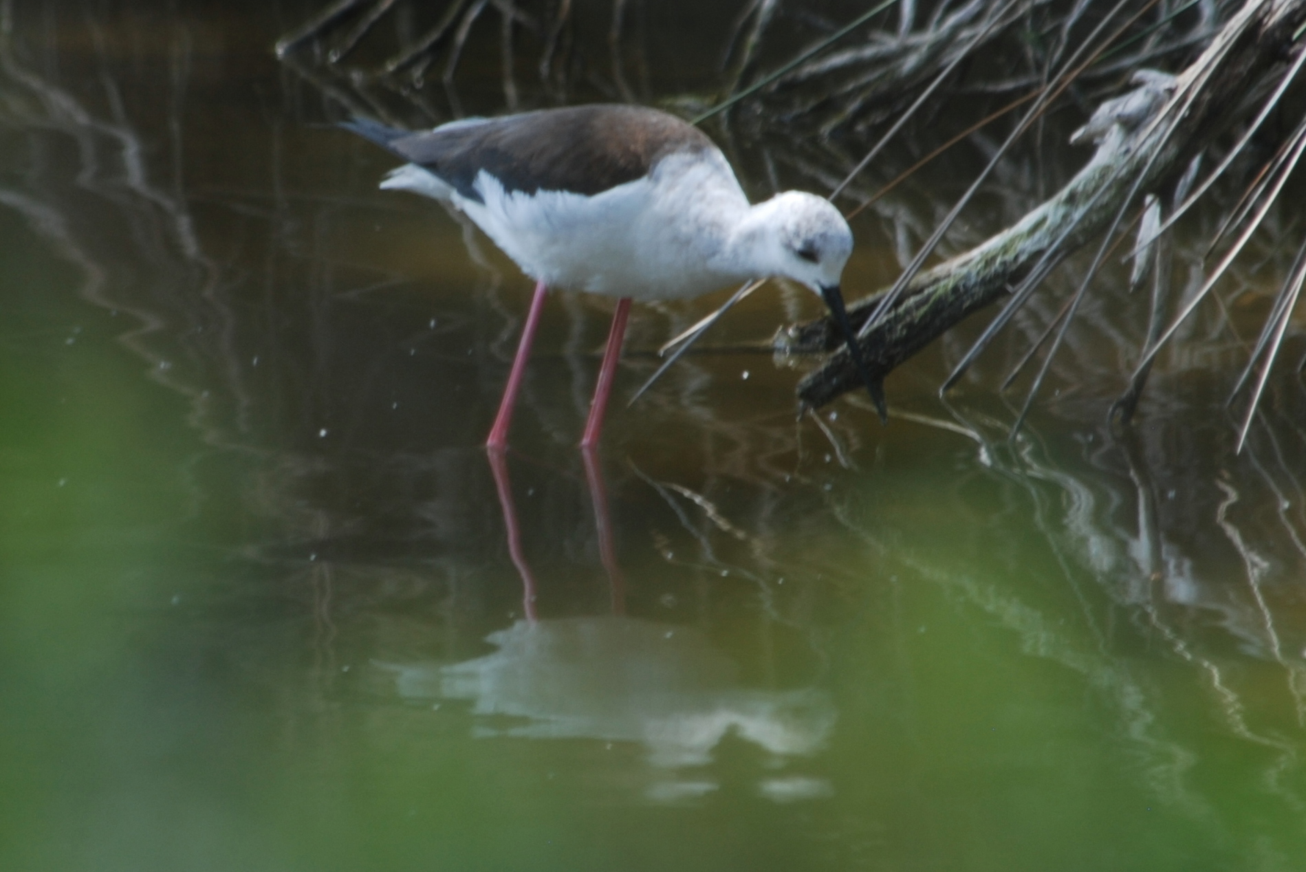 Click picture to see more Black-winged Stilts.