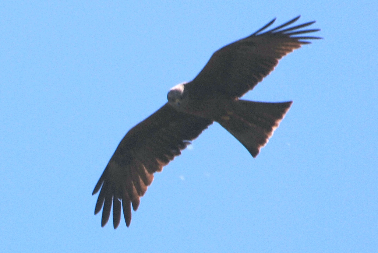 Click picture to see more Black Kites.