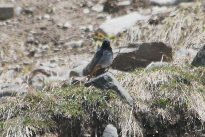 Click picture to see more Black Redstarts.