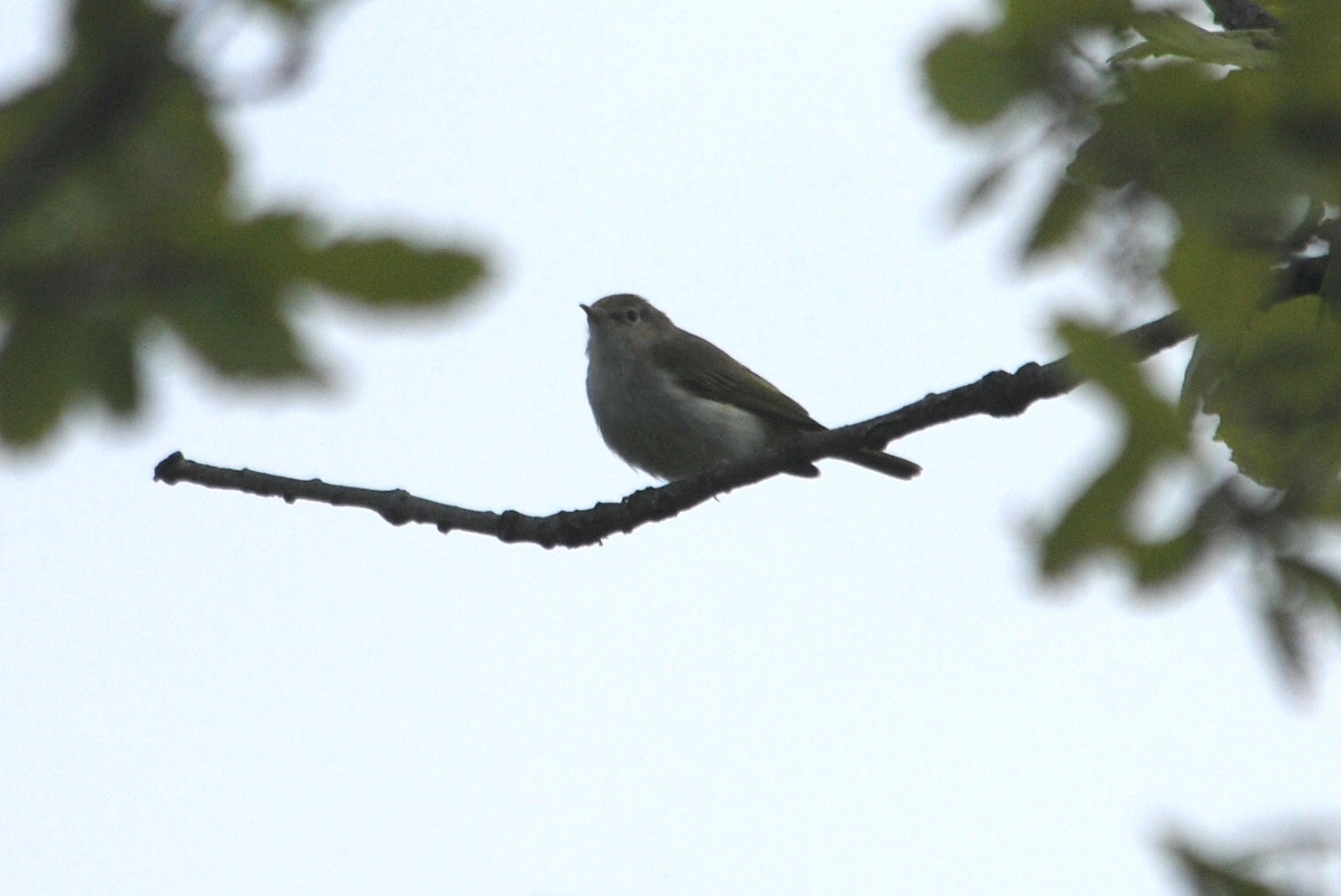 Click picture to see more Bonelli's Warblers.