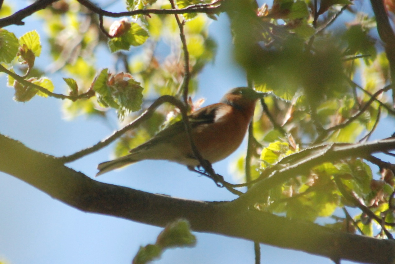 Click picture to see more Chaffinches.