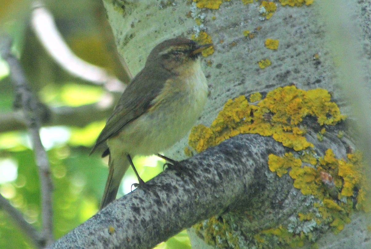 Click picture to see more Chiffchaffs.