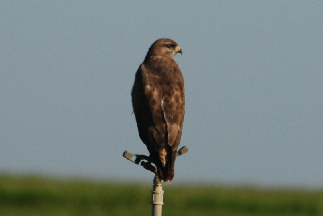 Click picture to see more Common Buzzards.