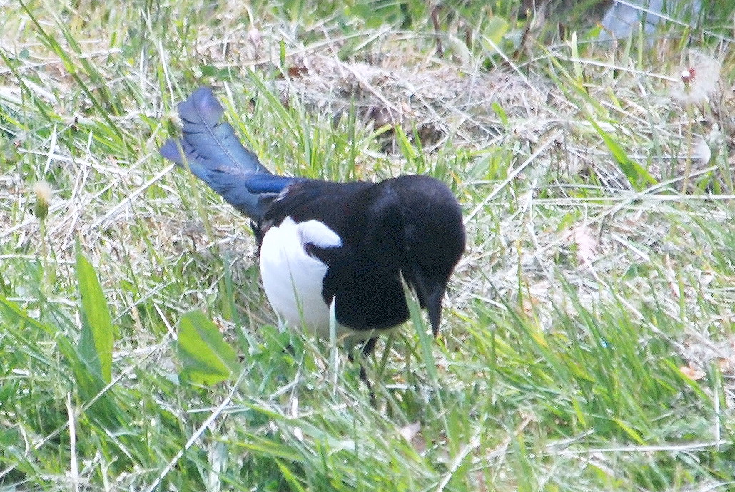 Click picture to see more Common Magpies.