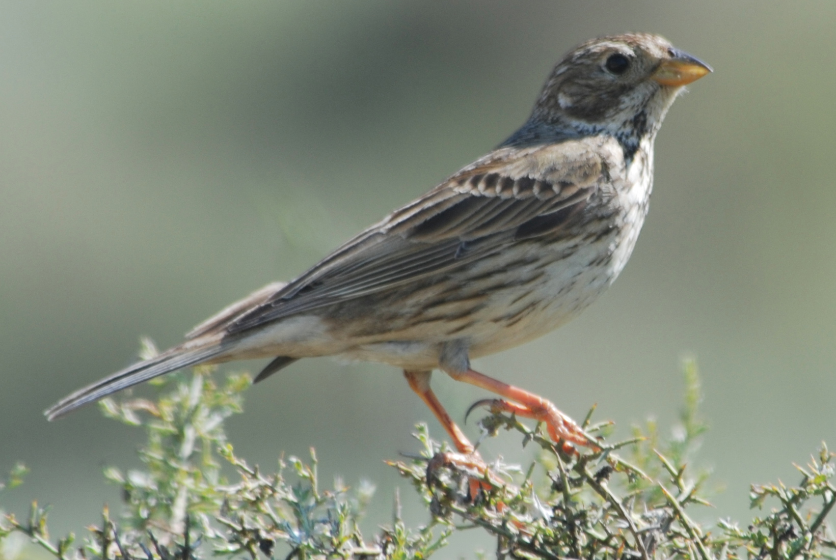 Click picture to see more Corn Buntings.